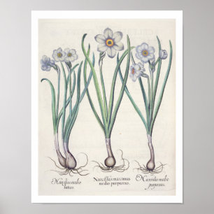 Poster Narcisses : purpureus de medio du maximus