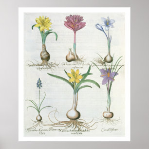 Poster Narcissi, Crocus et Hyacinth : 1.Narcissus autum