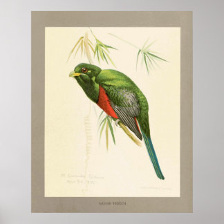 Poster Narina Trogon