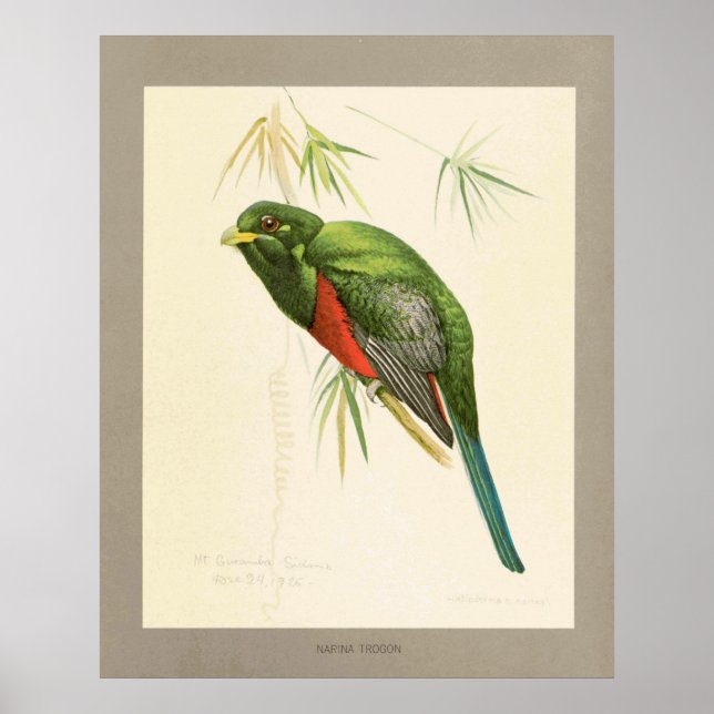 Poster Narina Trogon (Devant)