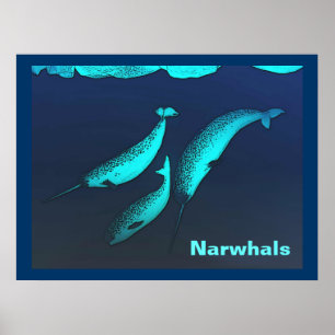 Poster Narwhal