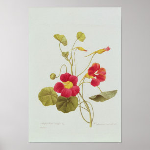 Poster Nasturtium