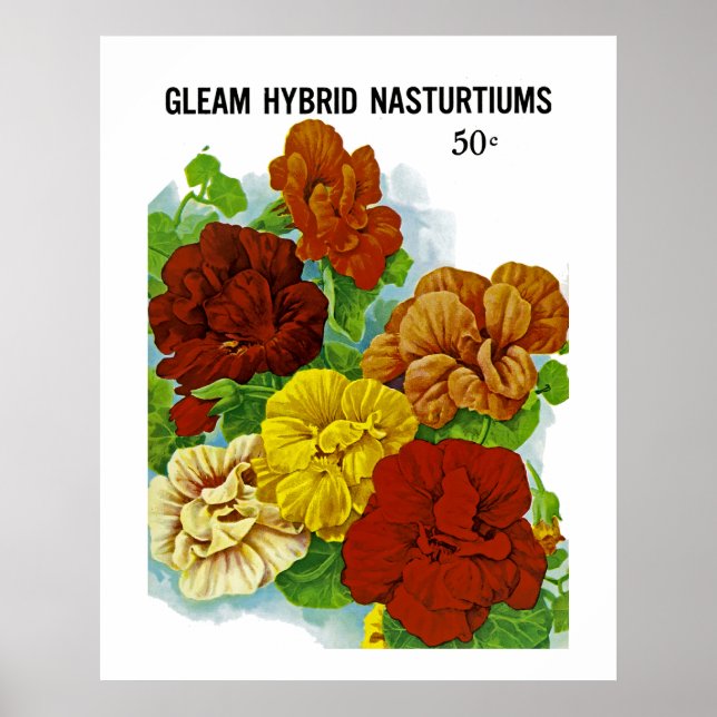 Poster Nasturtiums (Devant)