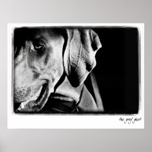 Poster Nation de Weimaraner : "Copie du fantôme gris"