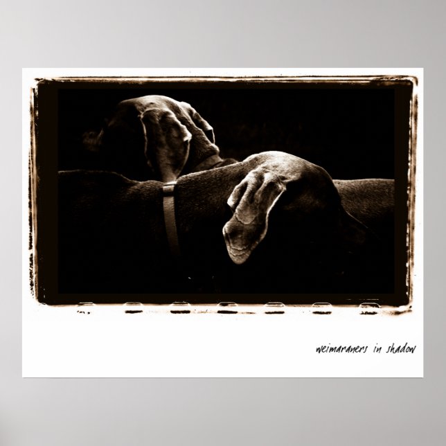 Poster Nation Weimaraner : Weimaraners dans l'ombre (Devant)