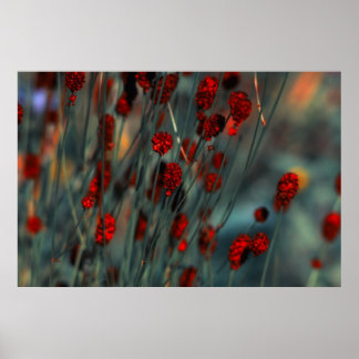 Poster Nature
