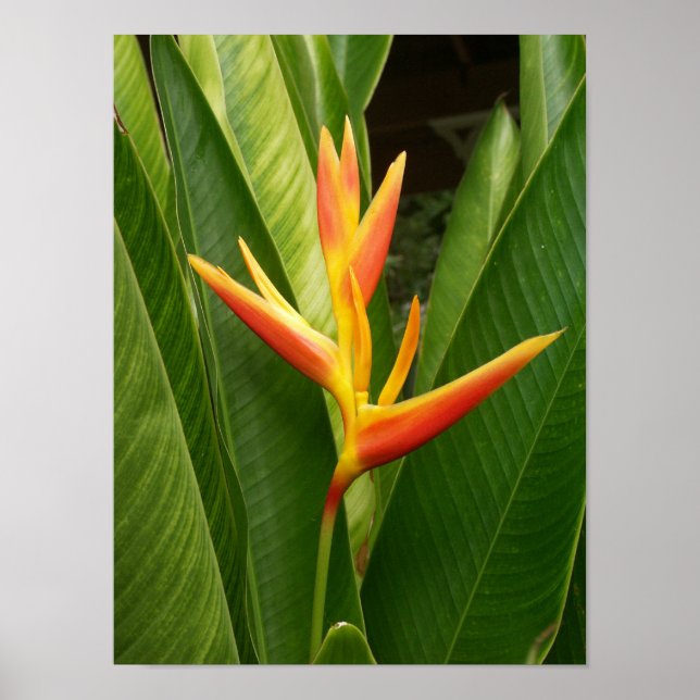 Poster Nature (Devant)