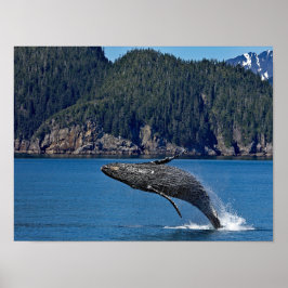 Poster Nature Baleine à bosse Photo Faune