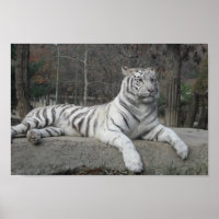 Nature Belle Bengale White Tiger Photographie