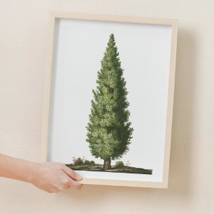 Poster Nature Chêne Arbre Bois Nourriture Décor