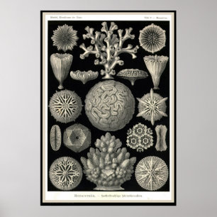 Poster Nature de der d'Ernst Haeckel - de Kuntsformen -