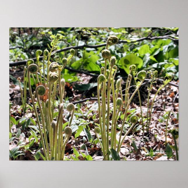 Poster Nature des fougères à tête noire de printemps (Devant)
