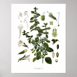Poster Nature, imprimé botanique, art floral de Lemon Bal