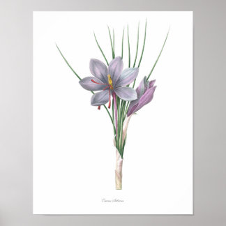 Poster Nature, imprimé botanique, art floral du safran