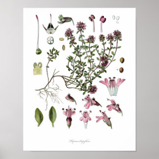 Poster Nature, imprimé botanique, art floral du thym sauv