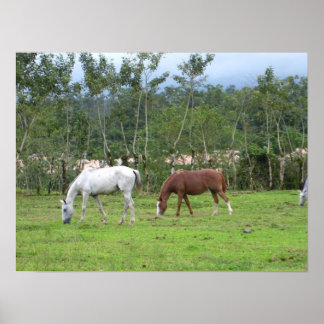 Poster Nature - nous recherchons la paix