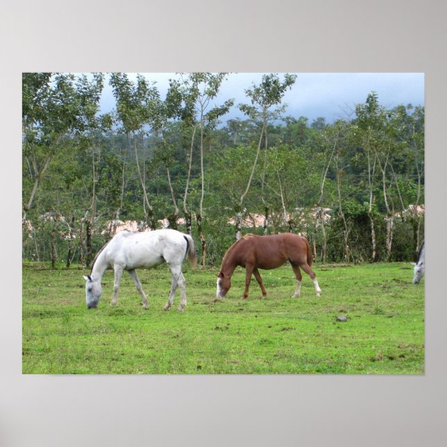 Poster Nature - nous recherchons la paix (Devant)