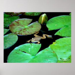 Poster Nature parmi des lis
