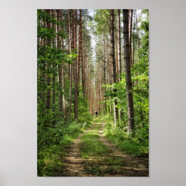 Poster Nature Paysage Paysage Forêt Arbres Biélorussie (Devant)