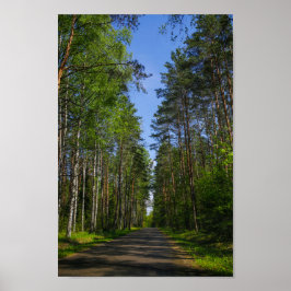 Poster Nature Paysage Paysage Paysage Forêt Birch Biéloru