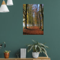 Nature paysage photographie arbres d'automne
