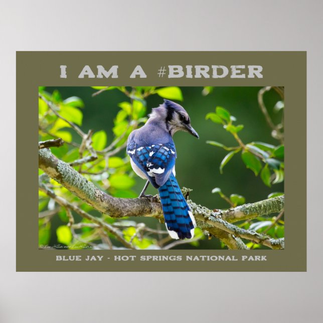 Poster Nature Photographie Shy Blue Jay Birder (Devant)