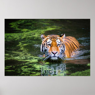 Poster Nature Wildlife Bengal Tiger In Water Photography