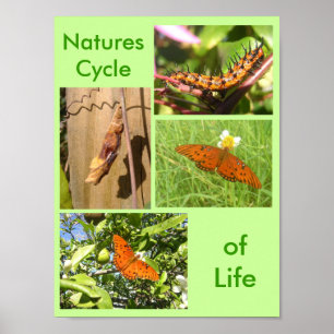 Poster Natures cycle de vie