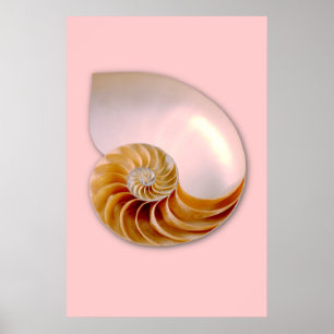 Poster Nautilus Chamnuméroté