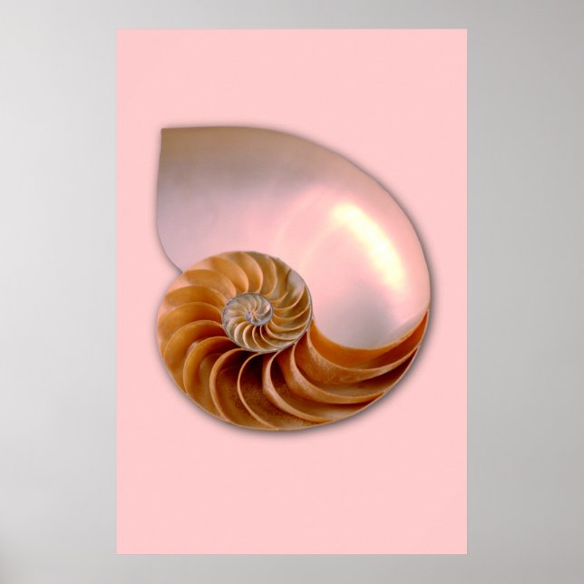 Poster Nautilus Chamnuméroté (Devant)