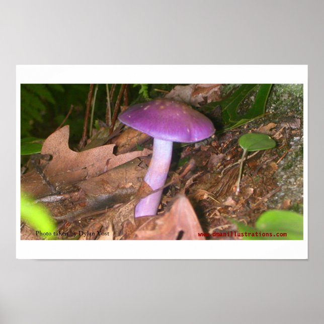 Poster Ne mangez pas le champignon (Devant)