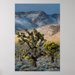 Poster Neige dans la vallée de la mort