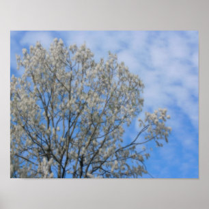 Poster Neige Du Fluf De L'Arbre Du Poplaire En Juin No 1 
