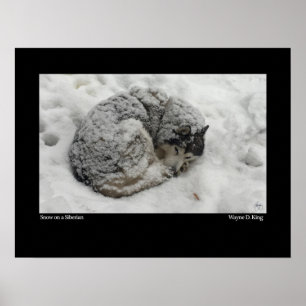 Poster Neige sur une Sibérie
