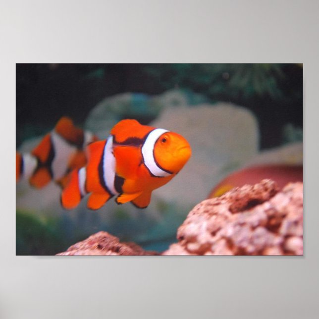 Poster Nemo (Devant)
