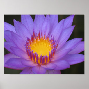 Poster Nénuphar