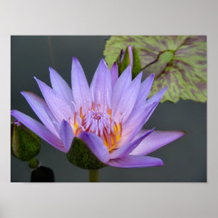 Poster Nénuphar