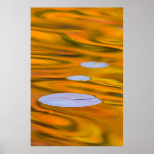 Poster Nénuphar sur eau orange, Canada