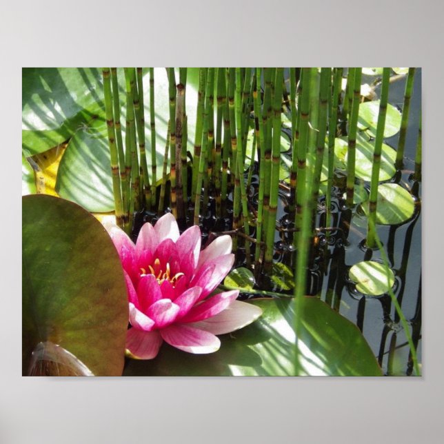 Poster Nénuphar Zen 27.94x21.59cm (Devant)
