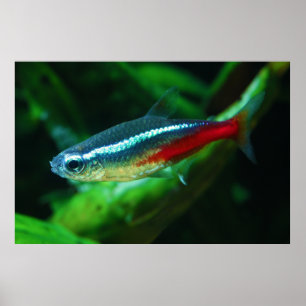 Poster Neon Tetra Fish Paracheirodon Innesi