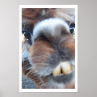 Nerdy Llama