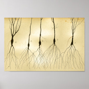 Poster Nerfs de système nerveux central du cru 1886