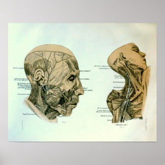 Poster Nerves crâniennes