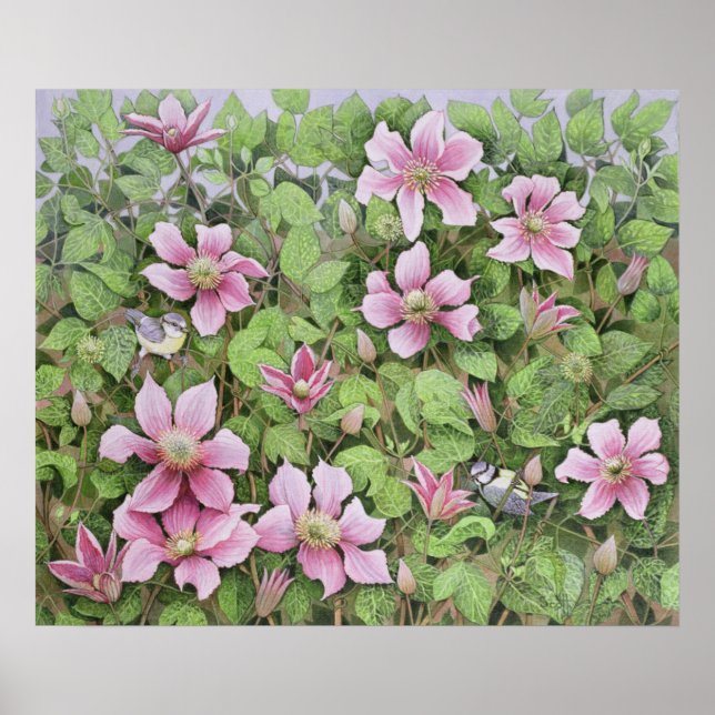 Poster Nesting in Clematis (Devant)