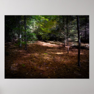 Poster Nettoyage dans une forêt noire