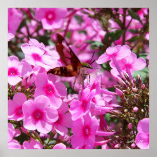 Poster Nettoyage des colibris et du phlox 3