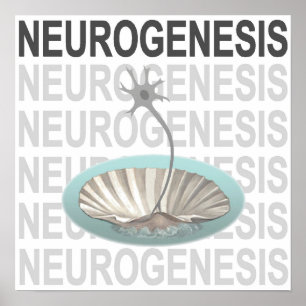 Poster Neurogenèse