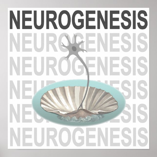 Poster Neurogenèse (Devant)