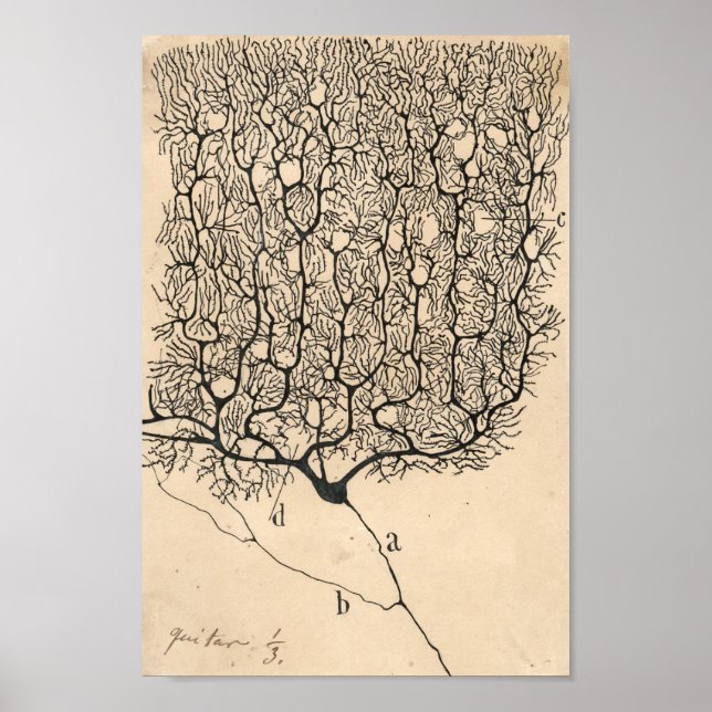 Poster Neuron Drawing By Santiago Ramón Y Cajal (Devant)