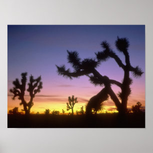 Poster NEVADA. États-Unis Joshua (Yucca brevifolia)